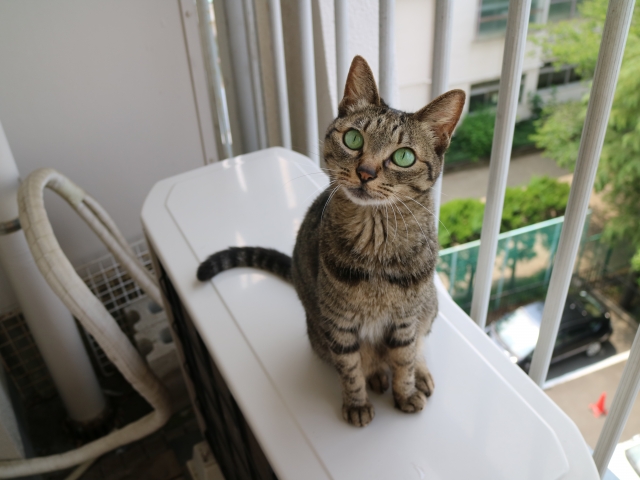 蚊取り線香 効果 範囲 アロマ ベランダ猫